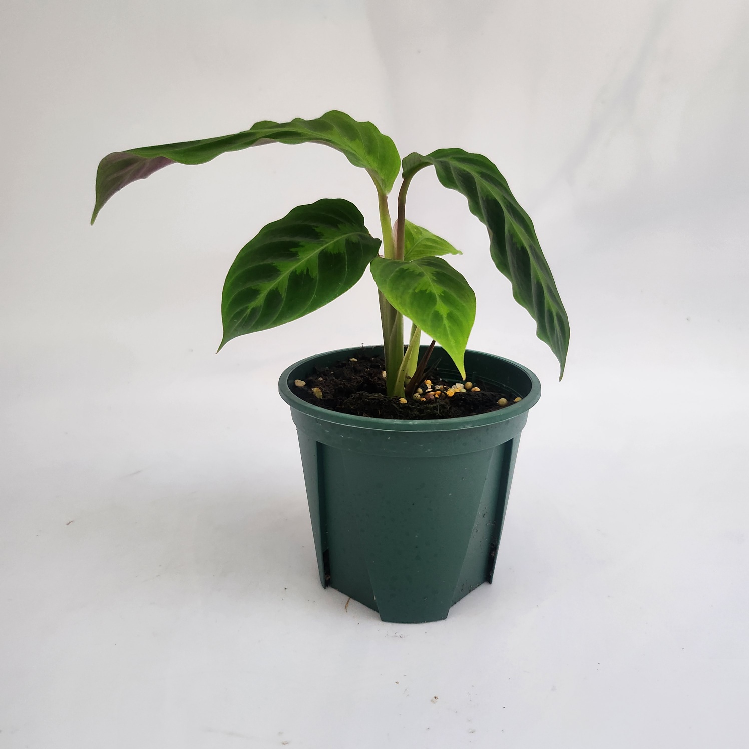 고퍼르티아 바르세비치이 10cm 포트 : 월간화원