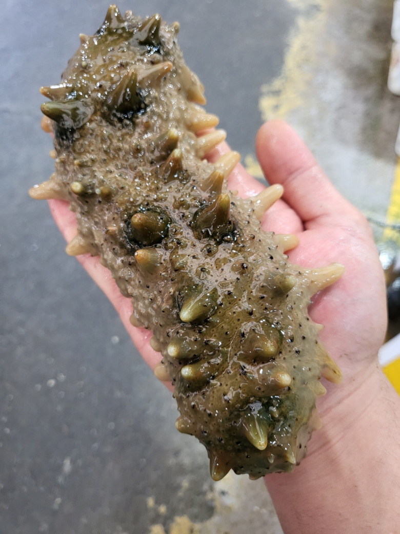 제철 해삼 500g 참 고노와다 당일 조업 출고 : 바다베개