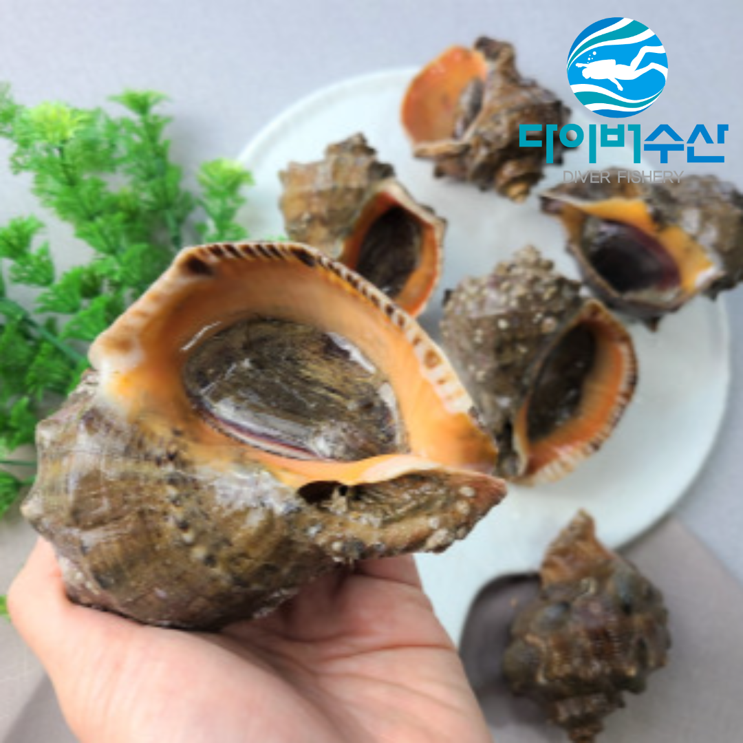 다이버수산 거제도 자연산 참소라 1kg : 다이버수산