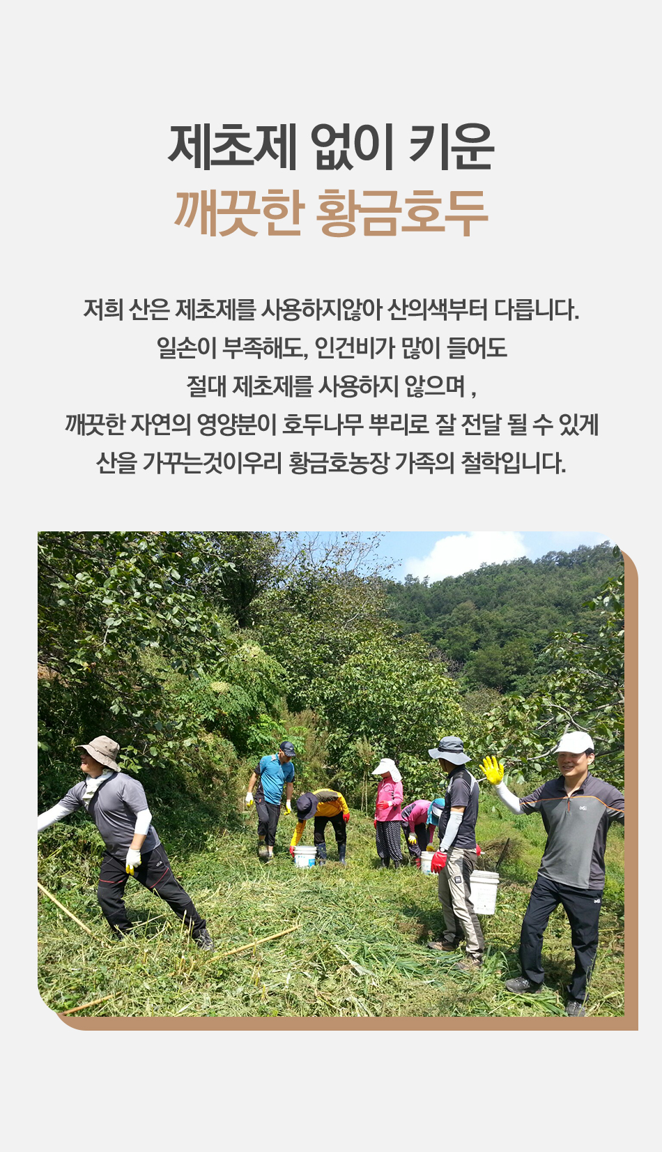 24년 무농약 국산 깐 호두 : 황금호두-포도 농장