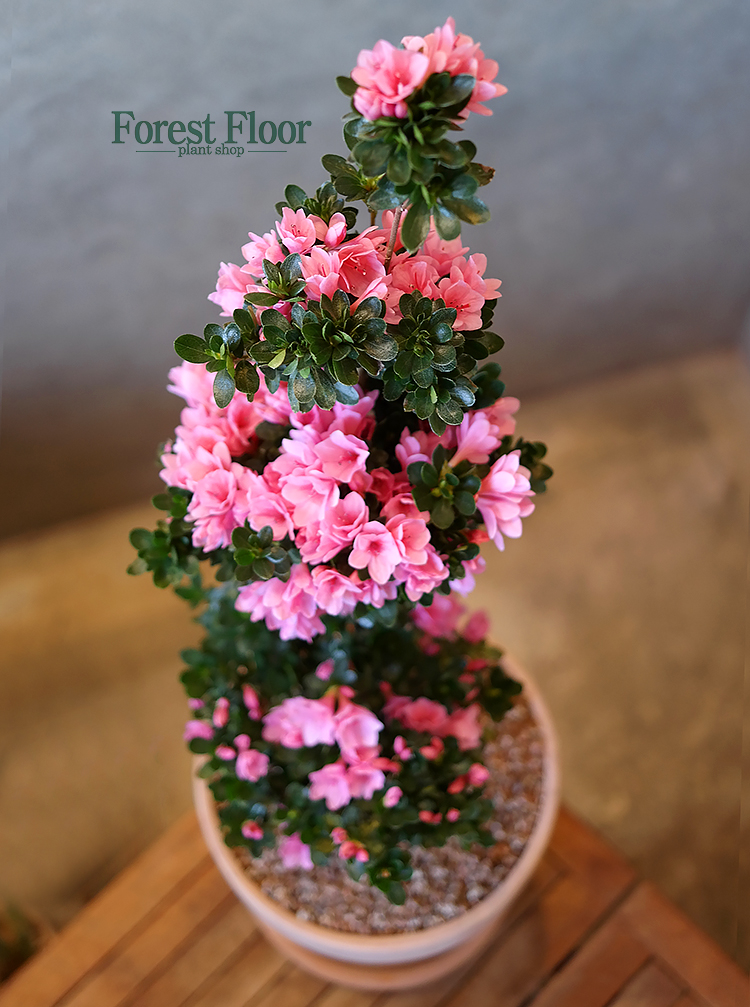 [단품] 방울기리시마 이태리토분 아잘레아 철쭉 꽃나무 봄꽃 : Forest Floor