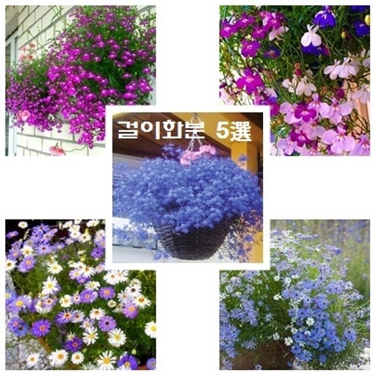 걸이화분에 딱 브라키컴 로벨리아 5종(블루스타 브라키컴mix 사파블루 로사몬드 로벨리아mix) : 라온247