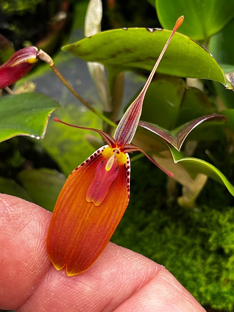 Restrepia cuprea : 초록이세상