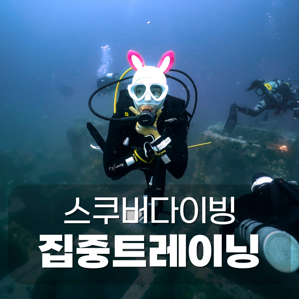 수원 서울 스킨스쿠버 스쿠버다이빙 집중트레이닝 : 디오다이브