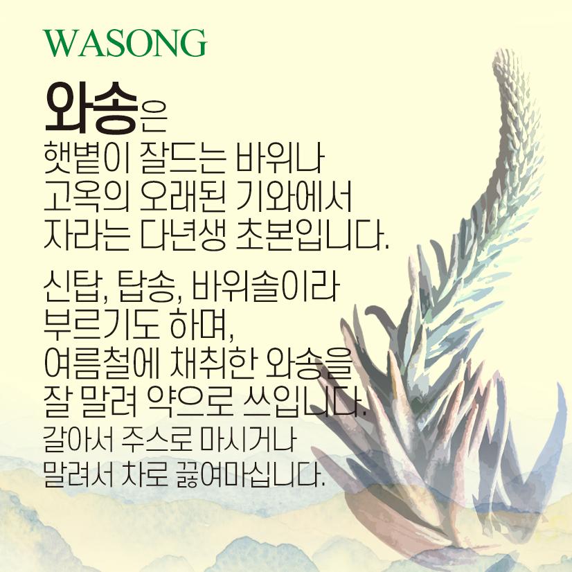 엄마애손 말린 건조 와송 100g 5팩 총 500g 대용량 : 건강부록
