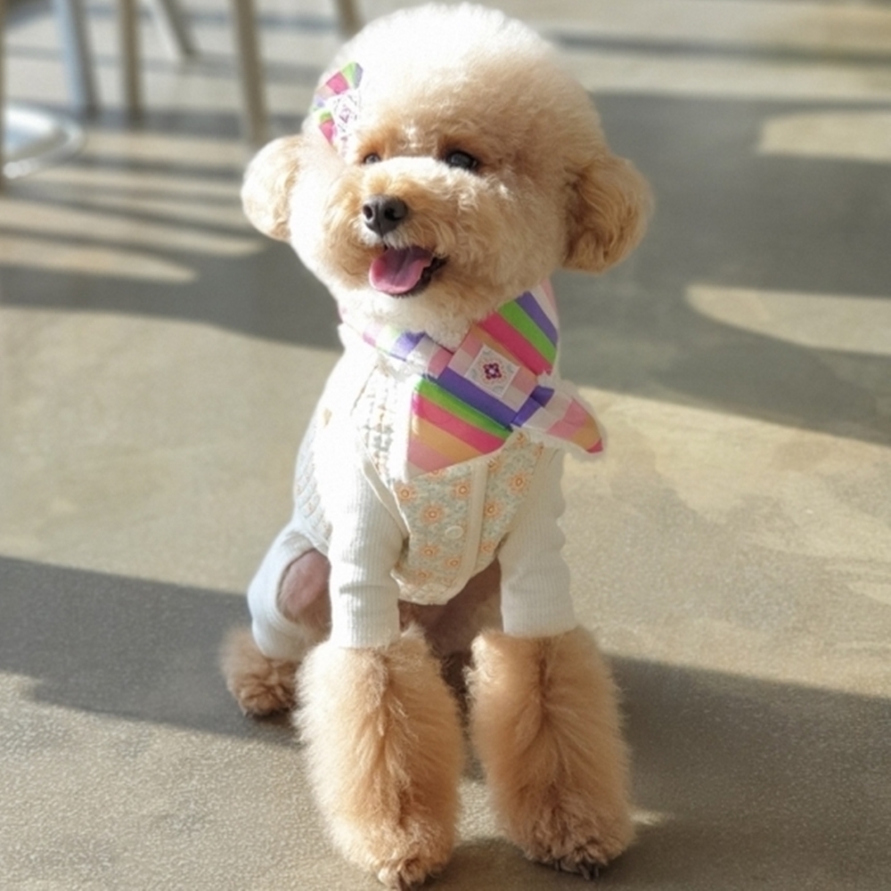 강아지 고양이 한복 목도리 향단 색동 : 병진상회