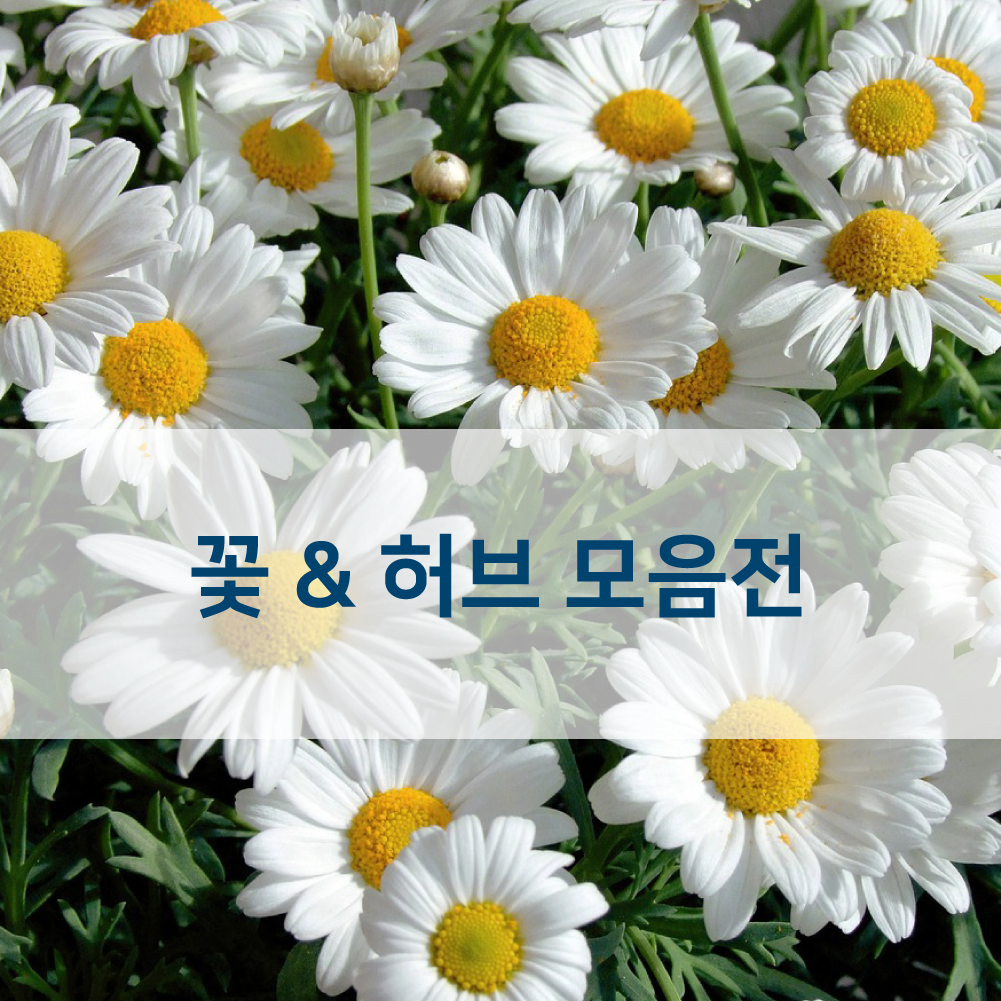 꽃씨 가우라 씨앗 100립 야생화 허브 꽃씨몰 : 하우투팜