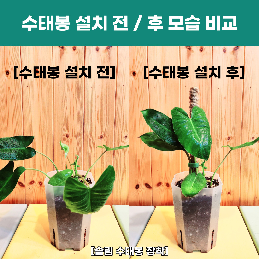 연결형 슬림 수태봉 몬스테라 식물 수태 화분지지대 : 위로공방