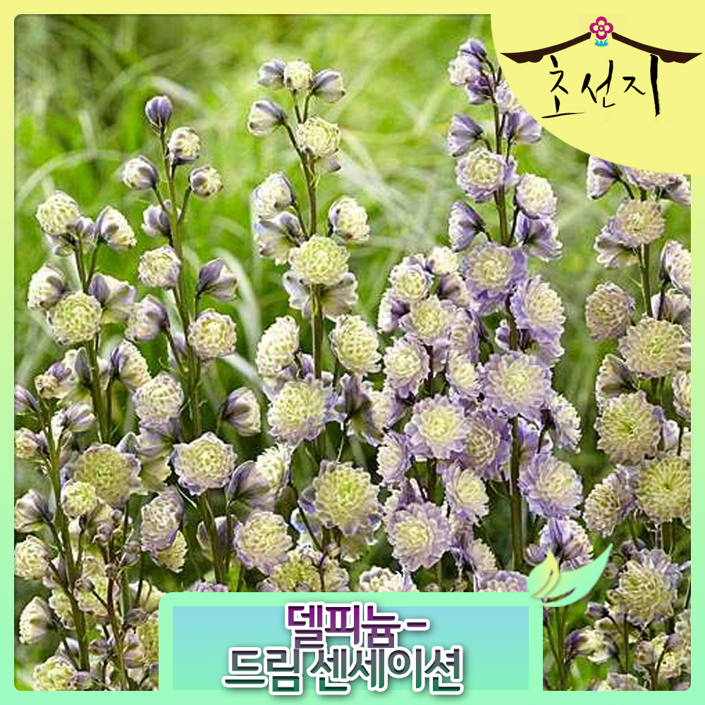 [초선지] 델피늄 Delphinium 봄꽃 네온 드림 미스테리 센세이션 추식 : 초선지