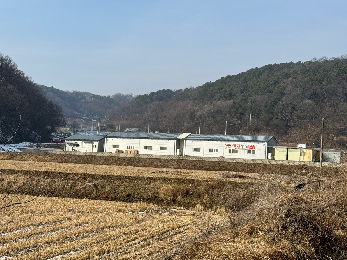 국내산 무농약 산지직송 고기식감 송화버섯 1kg 3등급 (가성비 최고 요리 듬뿍) : 예담농원