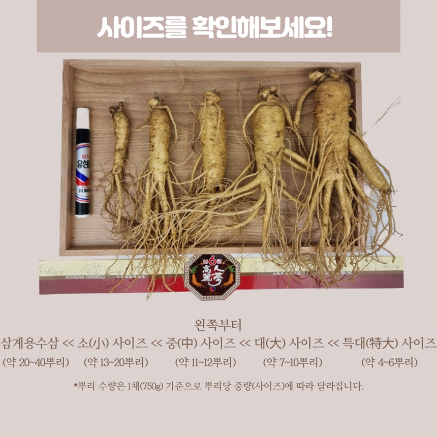 풍기인삼 5-6년근 수삼 인삼 선물하기 좋은 인삼 : 한보인삼사