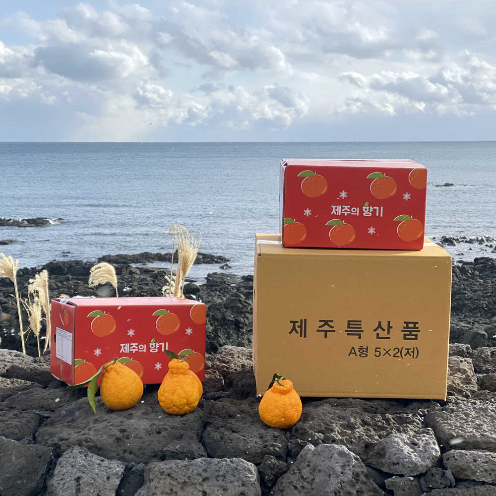 제주도 고당도 명품 한라봉 중대과 10kg 5kg 3kg 가정용 선물용 효돈 농장직송 : 귤스데이