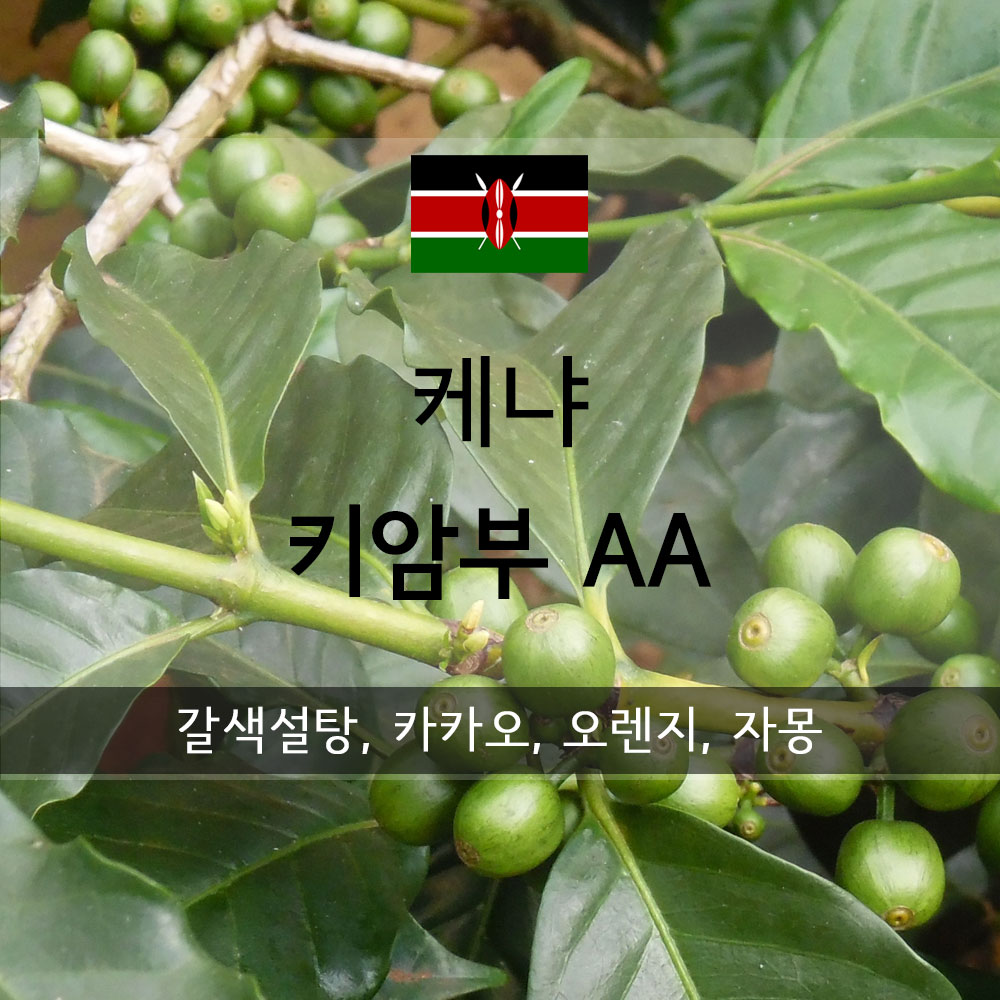 [스페셜티커피드립백]케냐 키암부 AA : 커퍼스 하이