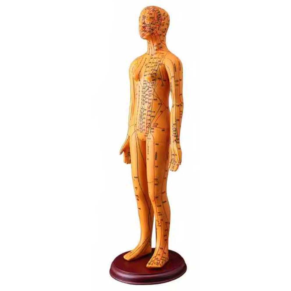 한의원 침구동인 혈위 의료용 경혈학 코퍼맨레터링 : 하이플랜2