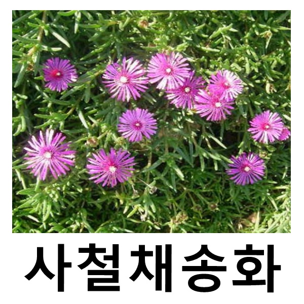 사철채송화 송엽국 포트묘 15개묶음 : 언니농원