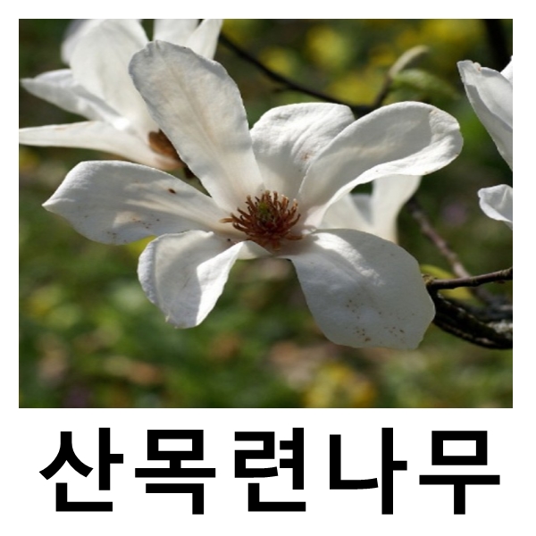 산목련나무 묘목 고부시 실생1년 특묘 10주묶음 : 언니농원