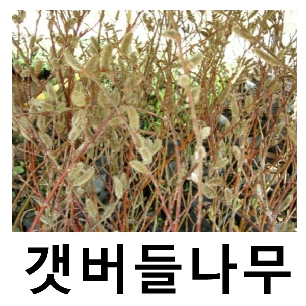 갯버들나무 묘목 키100cm 10주묶음 : 언니농원