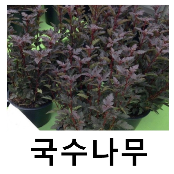 자엽국수나무 묘목 올블랙 포트묘 2개묶음 : 언니농원