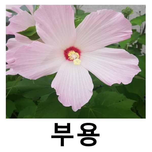 부용 야생화 포트묘 8개묶음 : 언니농원