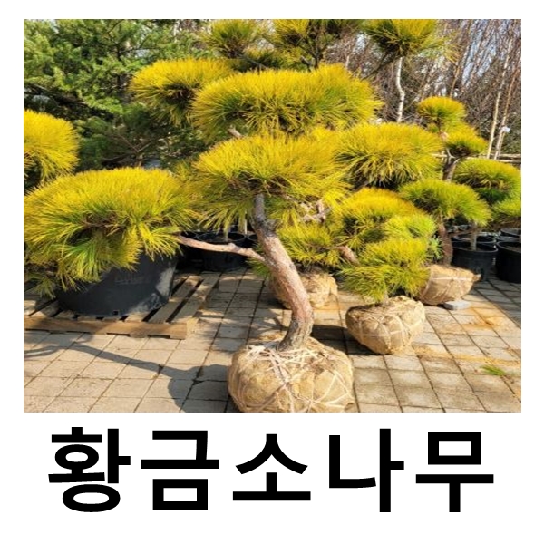 황금소나무 묘목 키120cm분 개별택배 : 언니농원