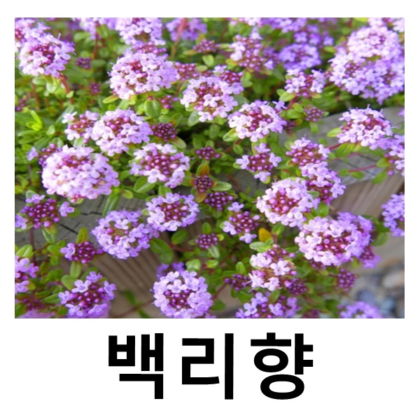 백리향 10cm포트묘 5개묶음 : 언니농원