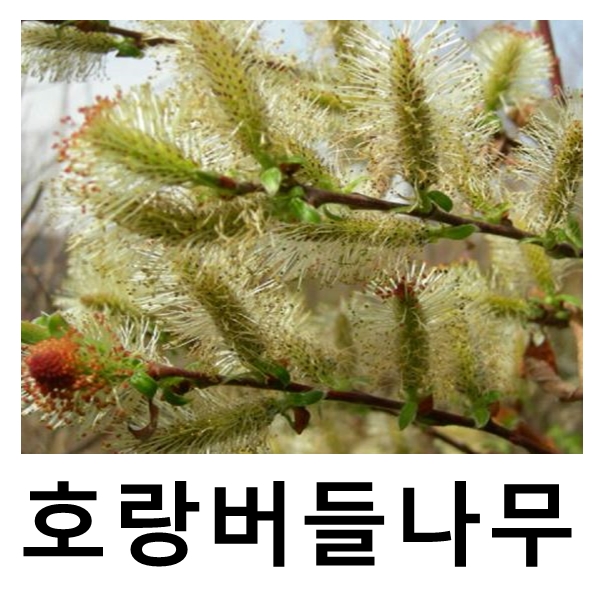 호랑버들나무 묘목 키120cm 8주묶음 : 언니농원
