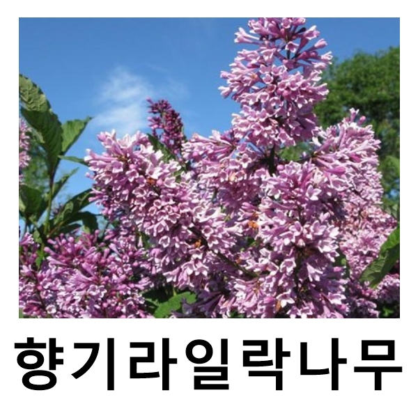 향기라일락나무 프레스토니아 미뉴엣 포트묘 : 언니농원
