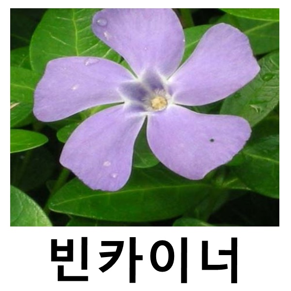 빈카이너 야생화 포트묘 전국상록노지월동 10개묶음 : 언니농원