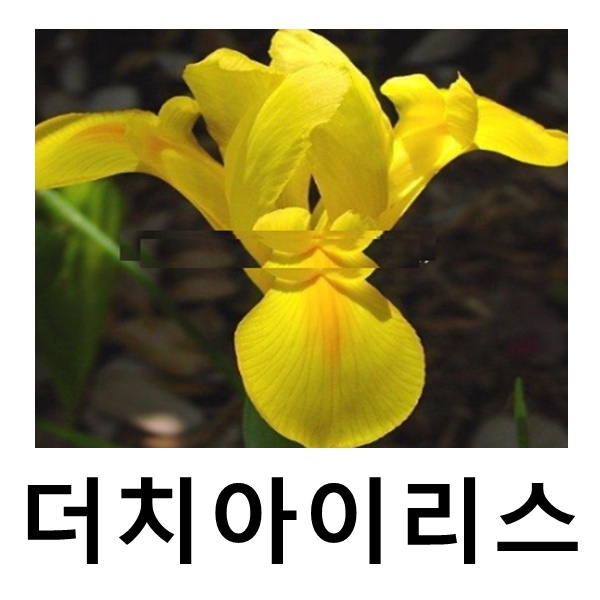 더치아이리스 꽃구근 골든뷰티 25개묶음 : 언니농원