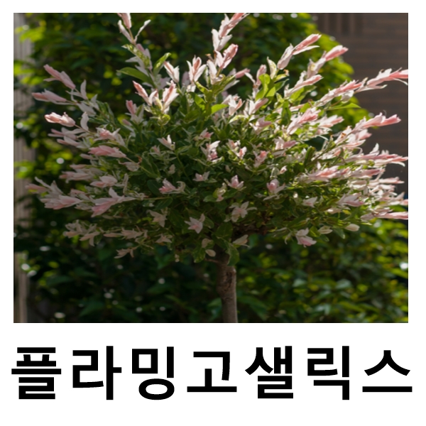 무늬버들나무 묘목 플라밍고샐릭스 트위스티드 화분 개별택배 : 언니농원