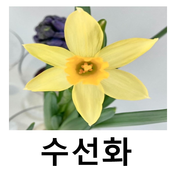 수선화 꽃구근 떼떼아떼떼 조생 8개묶음 : 언니농원