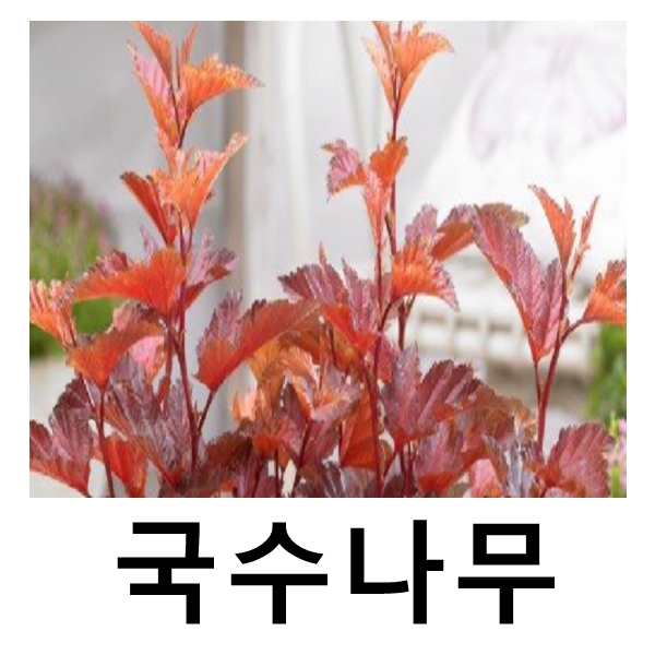 자엽국수나무 묘목 리틀엔젤 5치포트묘 : 언니농원