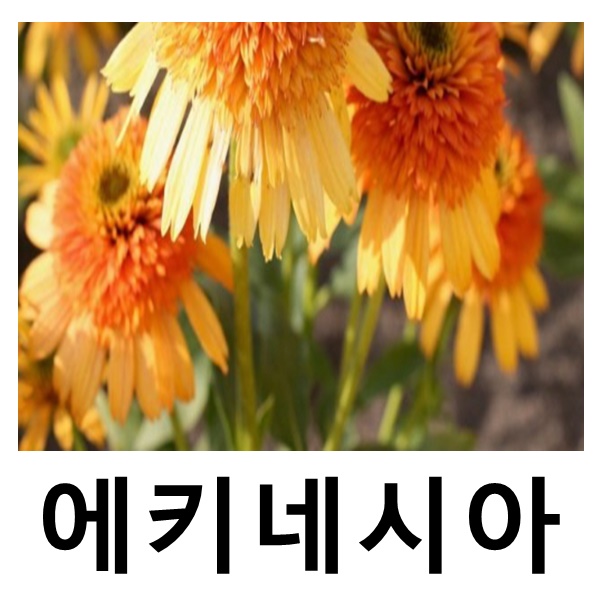에키네시아 야생화 리듬인오렌지 포트묘 : 언니농원