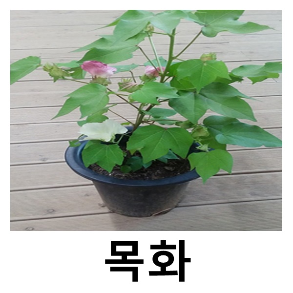 목화 야생화 꽃 화분묘 3개묶음 : 언니농원