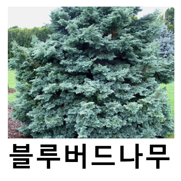 스노우화백나무 묘목 블루버드 7치화분 : 언니농원