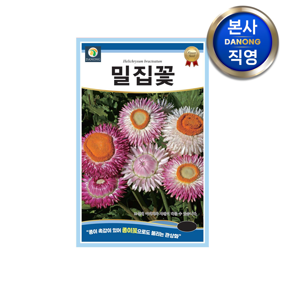 밀집꽃 씨앗 200립 종이 밀짚 관상화 야생화 꽃 드라이플라워 꽃씨 종자 : 다농원예가든