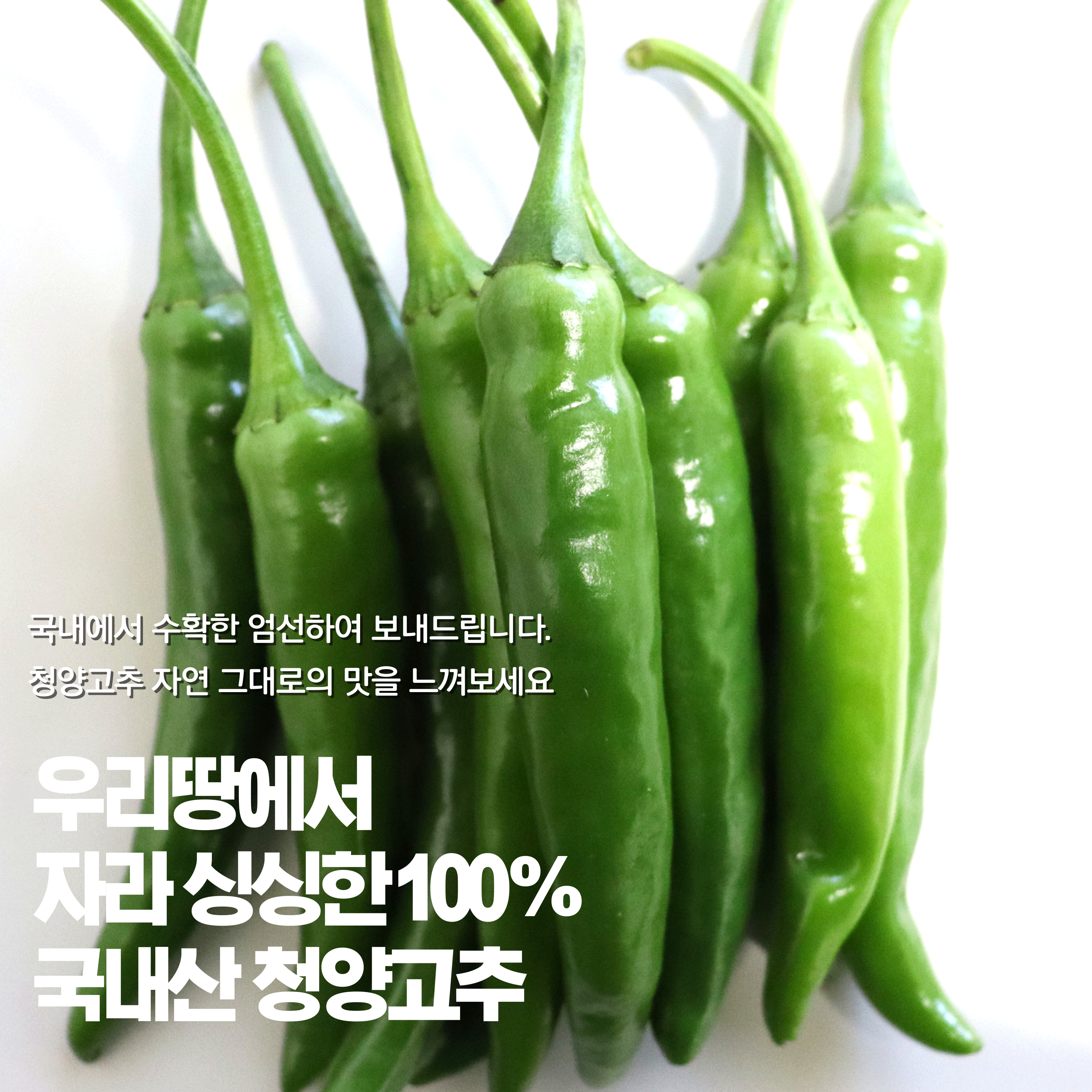 청양고추 1KG : 온누리푸드