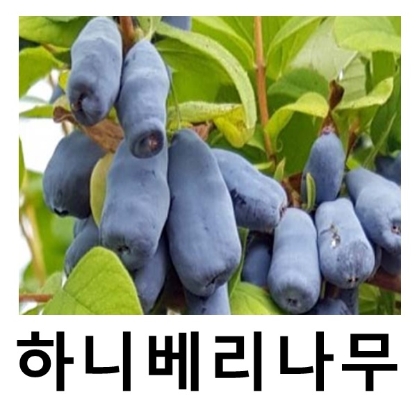 하니베리나무 묘목 하니비 댕댕이나무 삽목2년 포트묘 : 언니농원