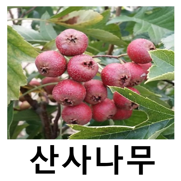 산사나무 묘목 (대실) 접목1년 2주묶음 : 언니농원