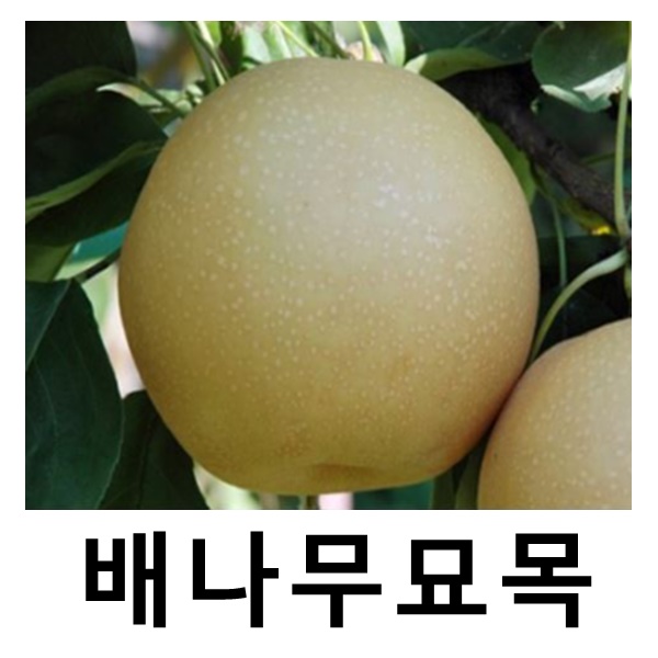배나무 묘목 신화 접목1년 2주묶음 : 언니농원