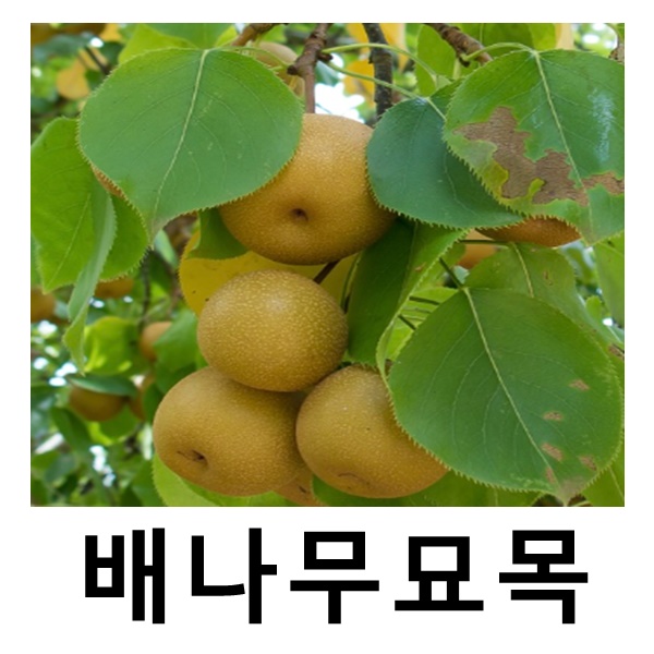 배나무 묘목 만풍 접목1년 3주묶음 : 언니농원