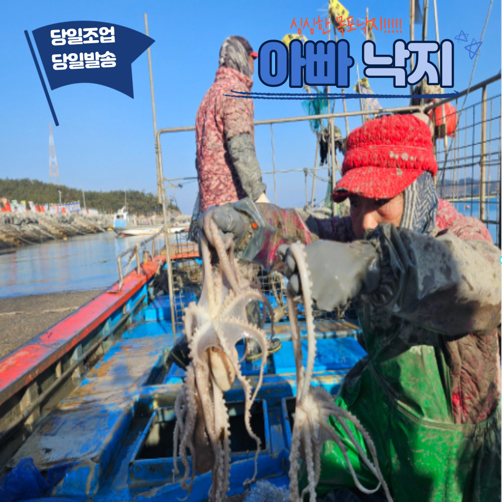 목포낙지 세발낙지 뻘낙지 산낙지 국산 낚지 최상급 해감 신안 아빠낙지 : 마켓컬러-