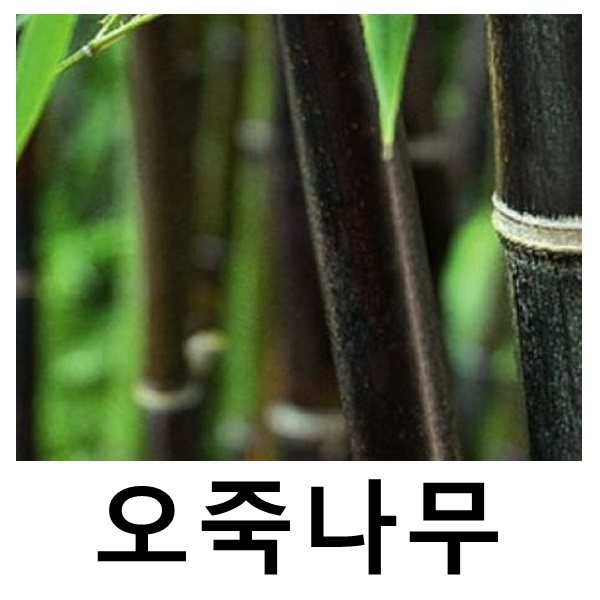 대나무 묘목 오죽 키180cm 화분 : 언니농원