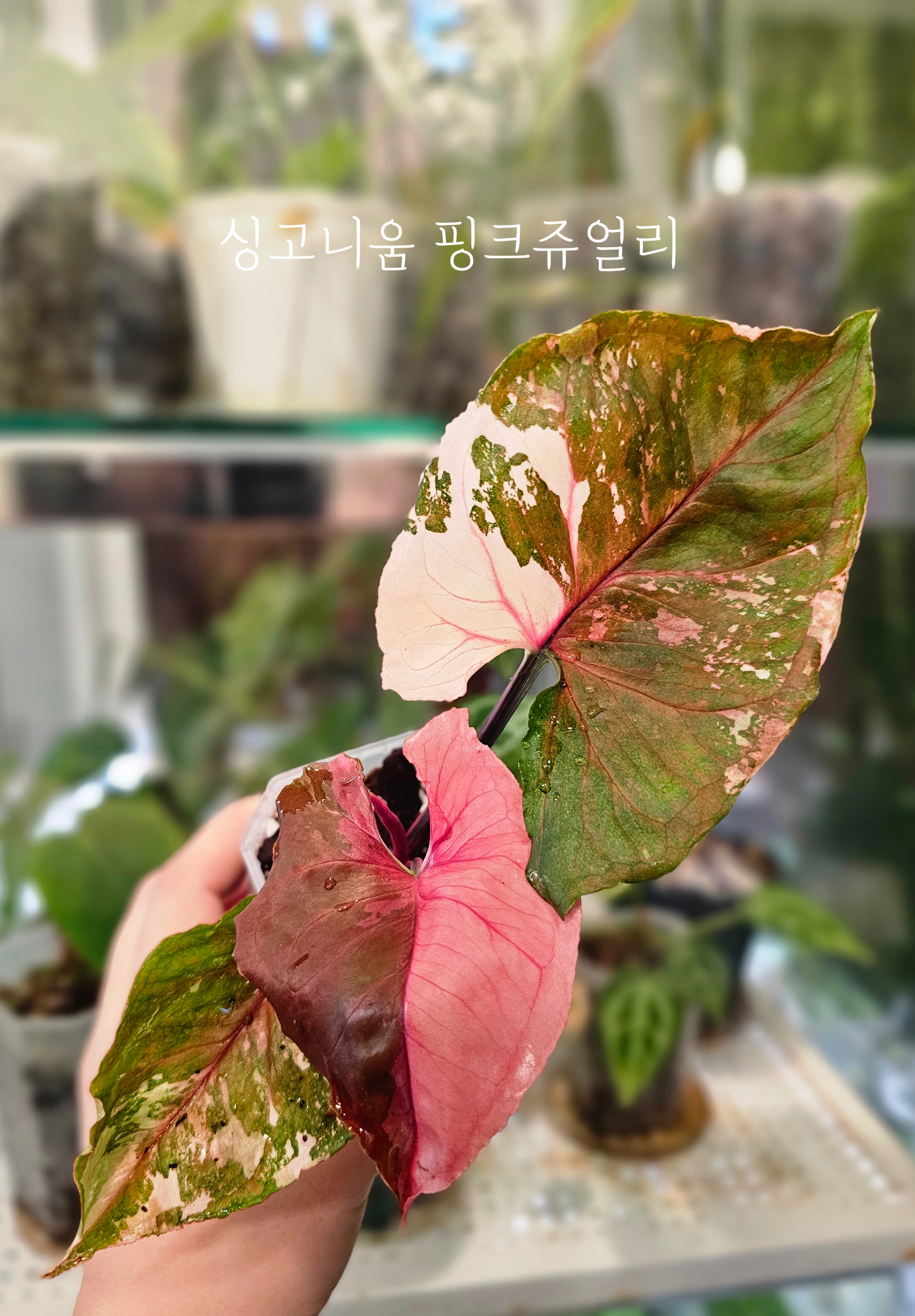 싱고니움핑크쥬얼리 : 따뜻함뜰