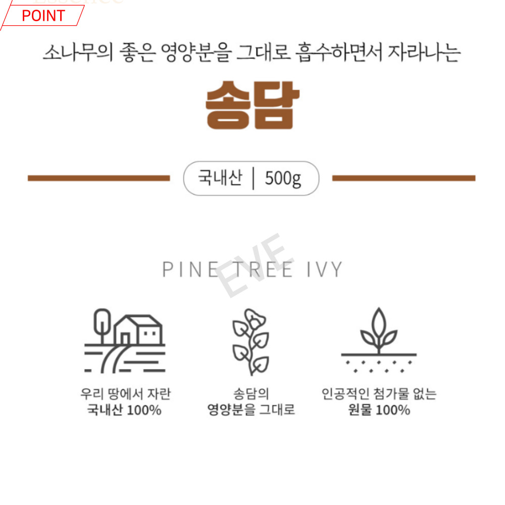 소나무의 영양을 그대로 먹고자란 국내산 순수원물 송담 건재500g : 이브상사