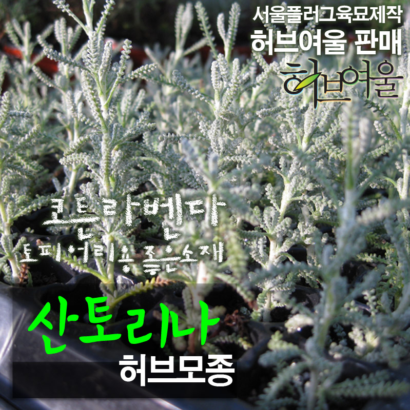 [허브여울모종] 산토리나 (코튼라벤다 Santolina /노지월동) 허브모종 2개 1400원 (서울육묘생산 허브여울판매 정품허브모종) : 허브여울