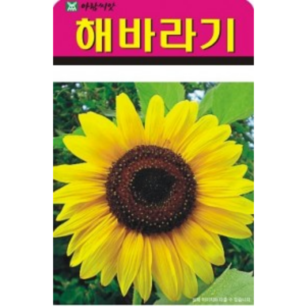 해바라기 씨앗 50립 썬플라워 씨종자 꽃씨 대형 50립 : 친환경식물 키움스토어