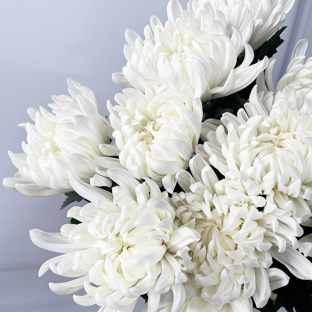 [무료배송EVENT] 대국 생화 (10송이) 양재꽃시장 생화꽃배달 직경매 택배배송 : 플라워365마켓