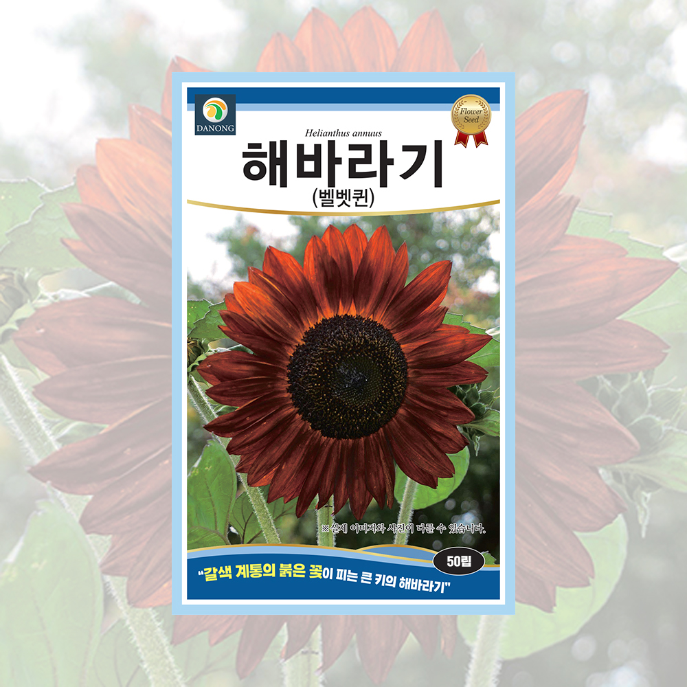 해바라기(벨벳퀸) 50립 야생화씨앗 (다농) : 씨앗나래
