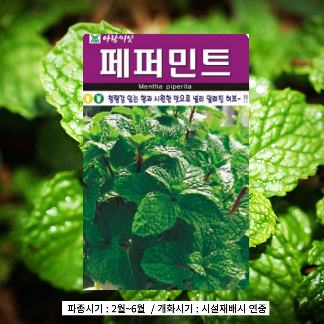 페퍼민트 허브씨앗 꽃씨 씨앗 종자 200립 1봉, 야생화 꽃 : 태웅씨앗자재마트